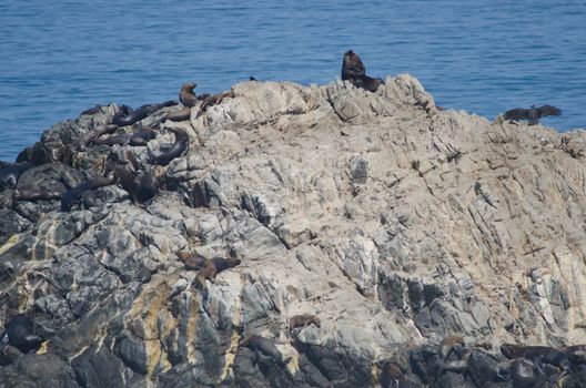 South American sea lions Otaria flavescens and turkey vulture Cathartes aura to the right. Las Cuevas. Arica. Arica y Parinacota Region. Chile.