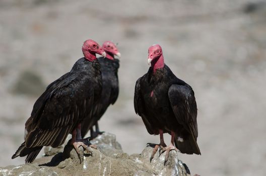 Turkey vultures Cathartes aura on a rock. Las Cuevas. Arica. Arica y Parinacota Region. Chile.