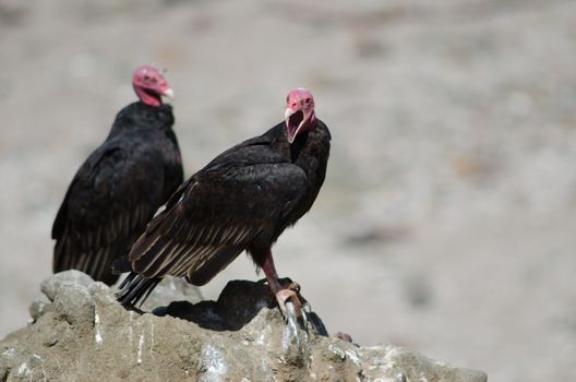 Turkey vultures Cathartes aura on a rock. Las Cuevas. Arica. Arica y Parinacota Region. Chile.