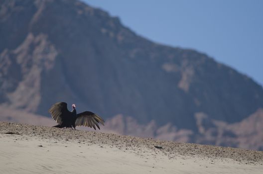 Turkey vulture Cathartes aura stretching its wings. Las Cuevas. Arica. Arica y Parinacota Region. Chile.