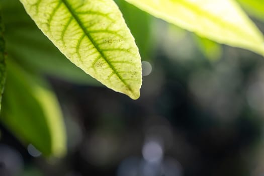 Close Up green leaf under sunlight in the garden. Natural background with copy space.
