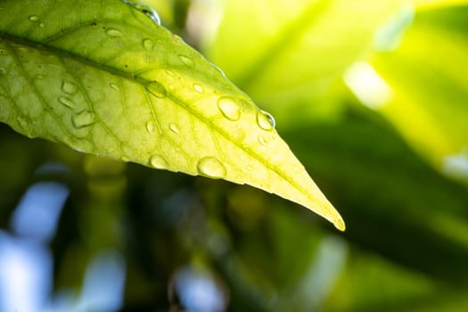 Close Up green leaf under sunlight in the garden. Natural background with copy space.