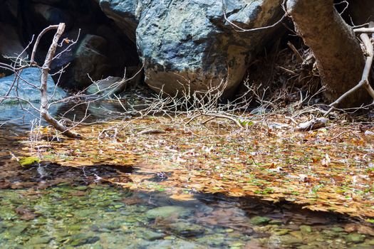 Winter leaves in the water in the gorge of Richtis at winter - Crete, Greece.