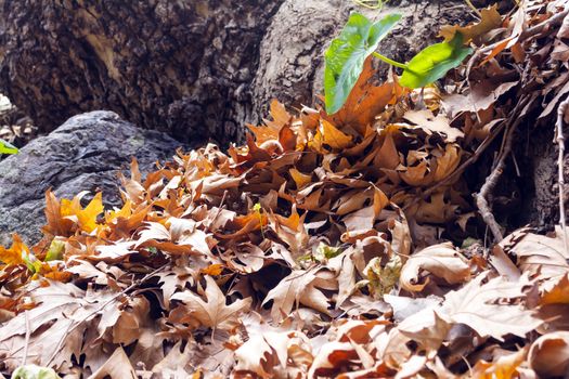 Winter leaves in the gorge of Richtis at winter - Crete, Greece.