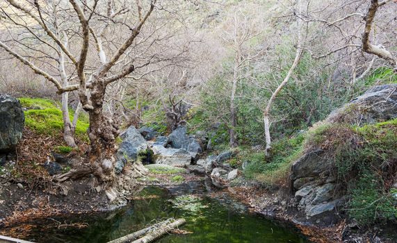 Winter leaves in the water in the gorge of Richtis at winter - Crete, Greece.