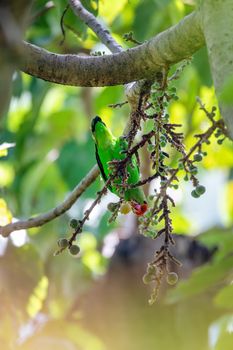 black-winged lovebird (Agapornis taranta) feeding on tree, known as Abyssinian lovebird, mainly green bird of the parrot family. Wondo Genet, Ethiopia Africa wildlife