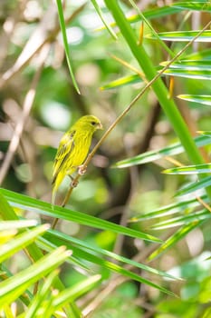 The yellow-crowned canary (Serinus flavivertex) is a small passerine bird in the finch family. Wondo Genet, Ethiopia Africa safari wildlife