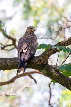 bird of prey Black kite sittings on tree branch, Milvus migrans, Wondo genet Ethiopia, Africa safari wildlife