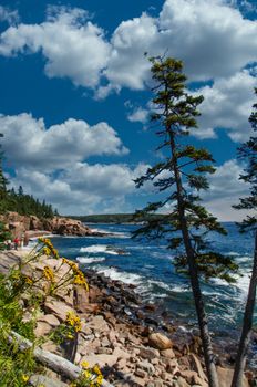 Coast of Maine in Acadia National Park
