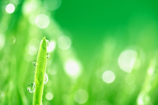 water drops on grass blade nature background