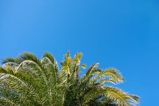 Palm leaves in sunshine on clear cloudless blue sky background, copy space. Concept summertime, vacation, tropics, nature, exotic places. For social media, travel agencies. Bottom view.