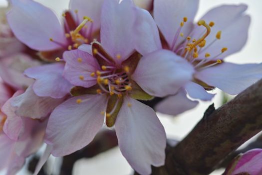 Almond flower - Latin name - Prunus dulcis -syn. Prunus amygdalus. Almond tree flowers and spring blossoms