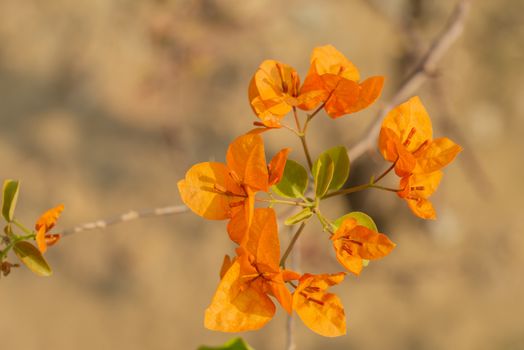 Fresh Orange Bougainvillea flower with blurry background