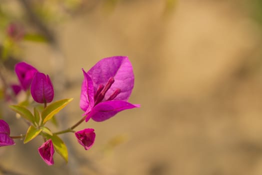 Fresh Pink Bougainvillea flower with blurry background