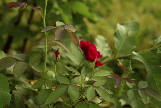 Colorful, beautiful, delicate red rose in the garden, Beautiful red roses garden