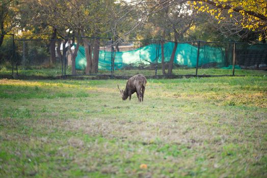 Deer eating grass in the park