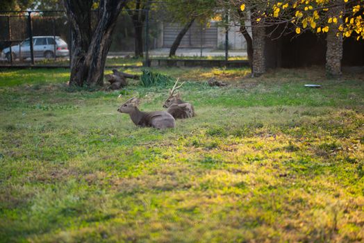 Deers are sitting and resting in the park in the zoo.