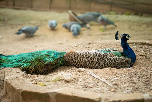 Beautiful peacock. Peacock showing its tail, Peacock with spread wings in profile.