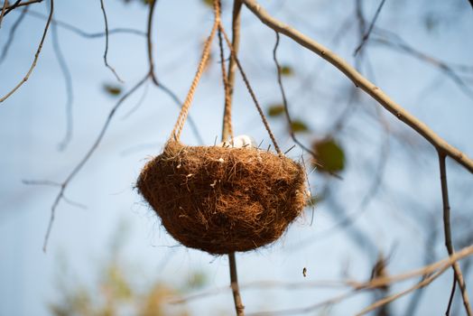 Bird nest hanging on tree branch