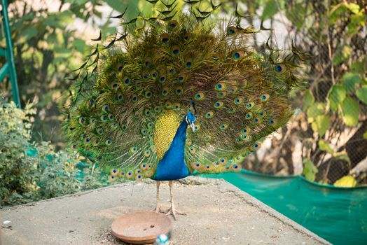 Beautiful peacock. Peacock showing its tail, Peacock with spread wings in profile.