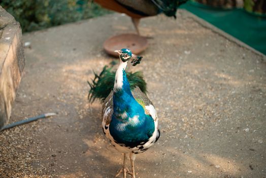 White and Blue Peacock walking and posing for tourists.