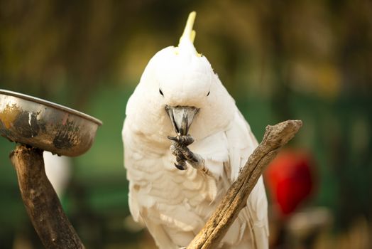 Yellow Crested Cockatoo parrot holding and eating a nut