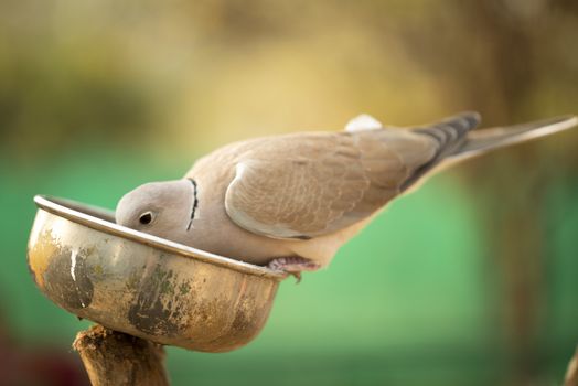 The dove sitting on a bowl and eating nuts in zoo