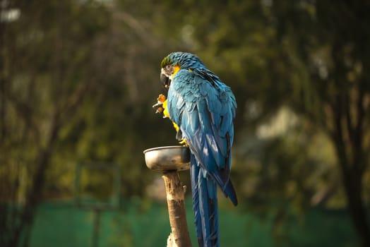 The blue and yellow macaw, Blue and gold macaw eating nut in zoo, It is a member of the large group of neotropical parrots