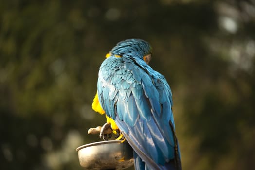 The blue and yellow macaw, Blue and gold macaw eating nut in zoo, It is a member of the large group of neotropical parrots