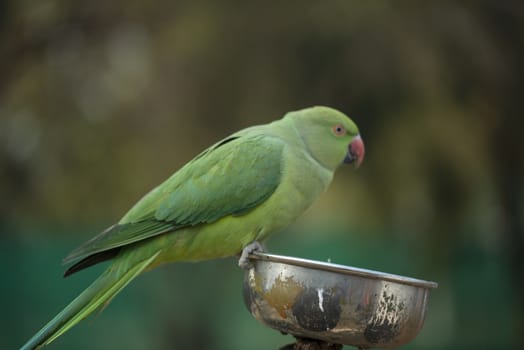 Green parrot, Green Macaw Parrot eating nuts in zoo