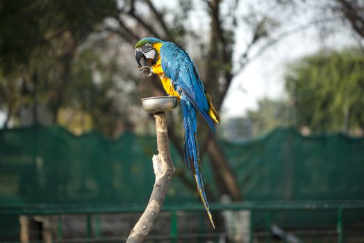 The blue and yellow macaw, Blue and gold macaw eating nut in zoo, It is a member of the large group of neotropical parrots