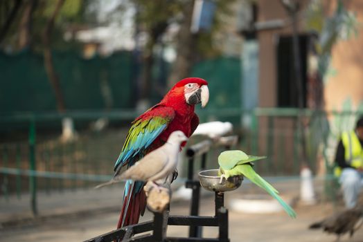 Portrait of colorful Scarlet Macaw parrot with green parrot and dove in zoo eating nuts