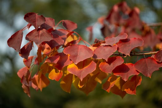 Season of beautiful autumn leaves