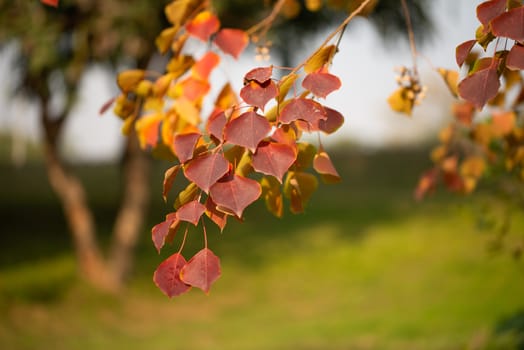 Season of beautiful autumn leaves