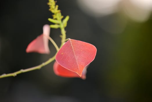 Season of beautiful autumn leaves