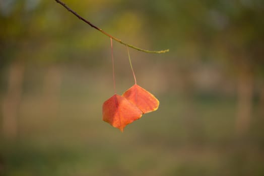 Season of beautiful autumn leaves