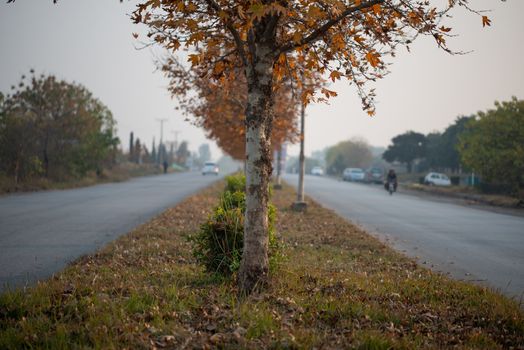 Trees on the green belt of the road in islamabad, Fall season in Islamabad.