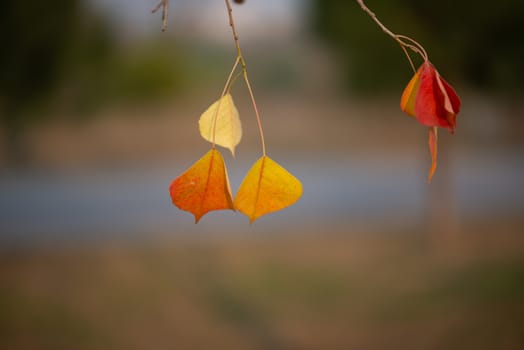 Season of beautiful autumn leaves