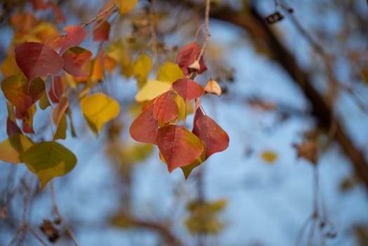 Season of beautiful autumn leaves