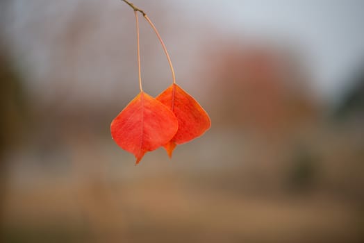 Season of beautiful autumn leaves