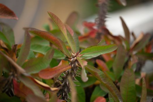 Euphorbia plant is grown in the garden, Thorny stems of plants