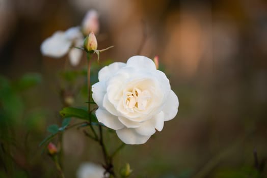 Beautiful delicate white rose in the garden, Beautiful white roses garden in Islamabad city, Pakistan.