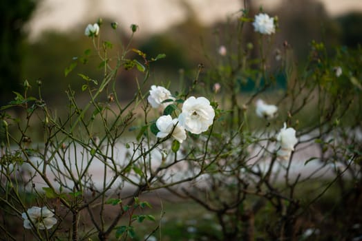 Beautiful delicate white rose in the garden, Beautiful white roses garden in Islamabad city, Pakistan.