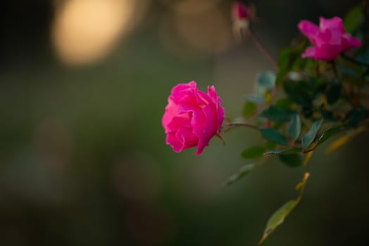 Colorful, beautiful, delicate pink rose in the garden, Beautiful pink roses garden in Islamabad city, Pakistan.