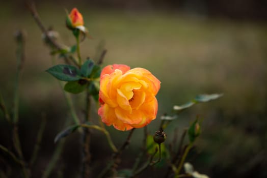 Beautiful flower orange rose blossom in nature garden with branch and green leaves