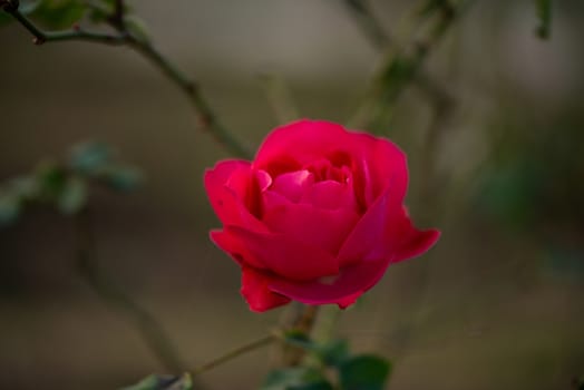 Colorful, beautiful, delicate pink rose in the garden, Beautiful pink roses garden in Islamabad city, Pakistan.