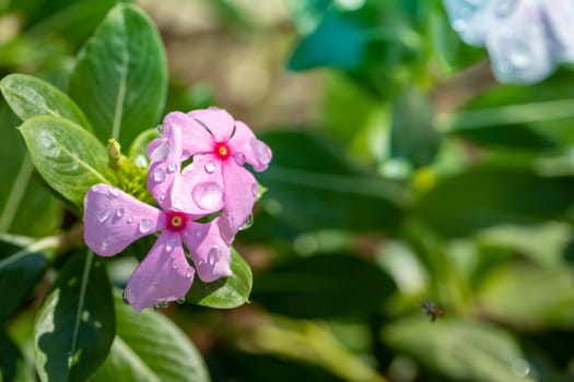 The background image of the colorful flowers, background nature