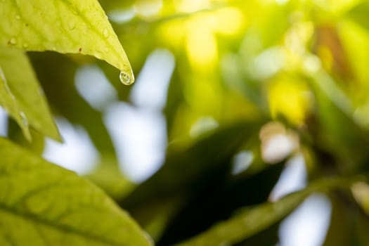 Close Up green leaf under sunlight in the garden. Natural background with copy space.
