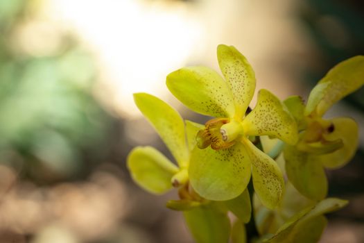 Beautiful blooming orchids in forest, On the bright sunshine