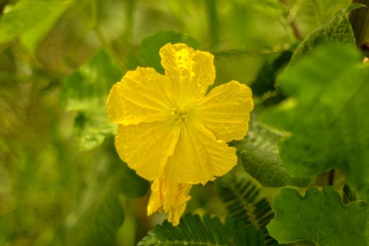 Yellow flower of Sponge gourd, Sponge Gourd Flower, Zucchini Flower.